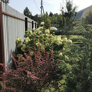 IMG_0381