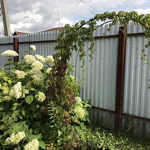 IMG_0441