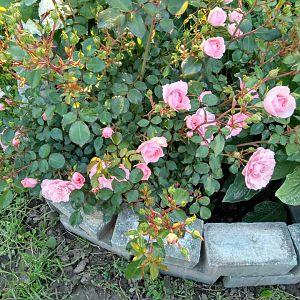 2017-07-06-PHOTO-00001443