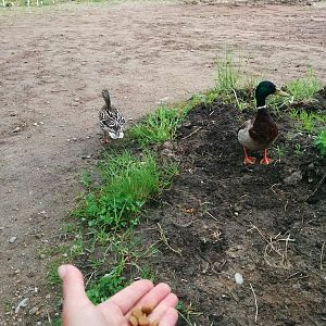 IMG_20170610_100813