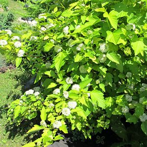 IMG_7582