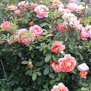 20190612_133058