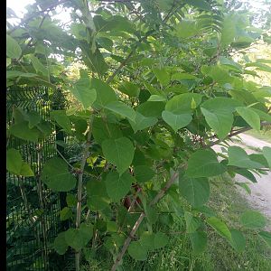 IMG_20190623_201624_1