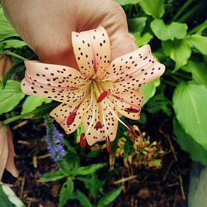 Pink Giant