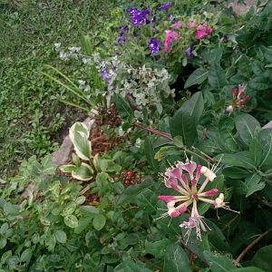 Lonicera caprifolium