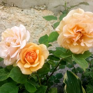 IMG_20190615_101851[1]