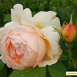 IMG_20190614_094156