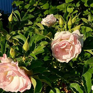 IMG_20190619_192129