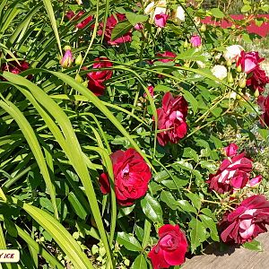 IMG_20190620_084948