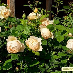 IMG_20190621_072632