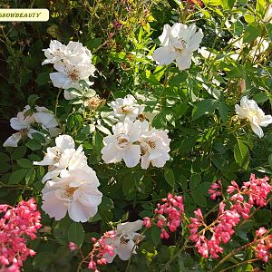 IMG_20190621_073538