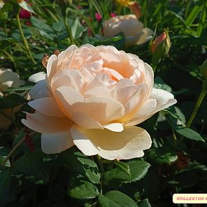 IMG_20190622_081510