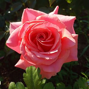 IMG_20190622_081956
