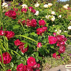 IMG_20190622_082534