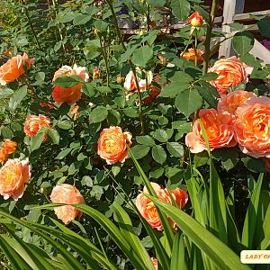 IMG_20190622_082632