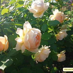 IMG_20190622_083322