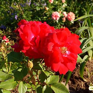 IMG_20190624_070044
