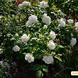 IMG_20190625_082537