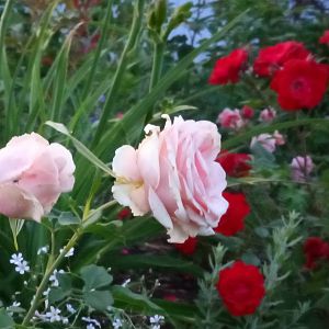 IMG_20190630_215458