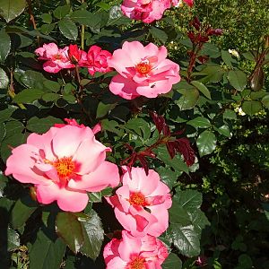 IMG_20190701_160415