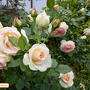 IMG_20190629_193746