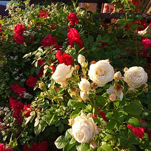 IMG_20190702_195854