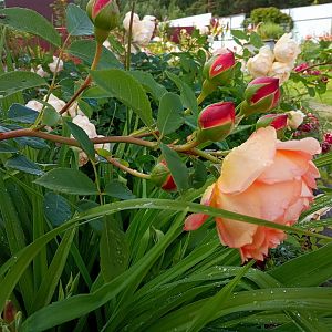 IMG_20190706_162311