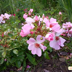 IMG_20190707_200836