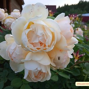 IMG_20190707_201351