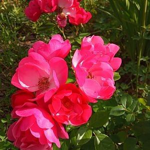 IMG_20190709_080953