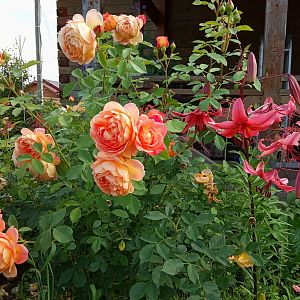 IMG_20190709_161956