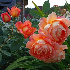 IMG_20190709_162542