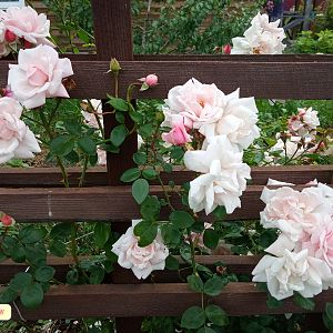 IMG_20190711_200346