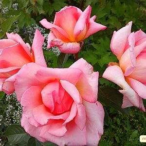 IMG_20190713_160211