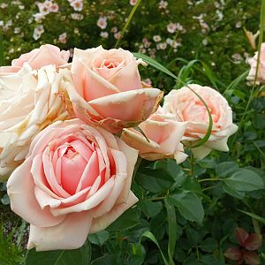 IMG_20190713_160643