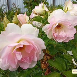 IMG_20190713_160839