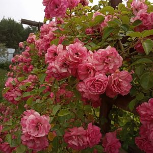IMG_20190801_074823