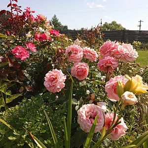 IMG_20190807_112943