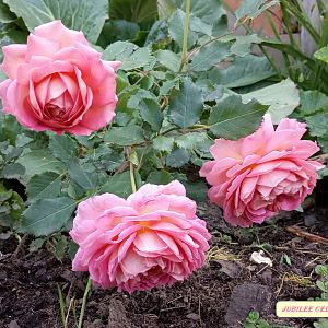IMG_20190910_133304