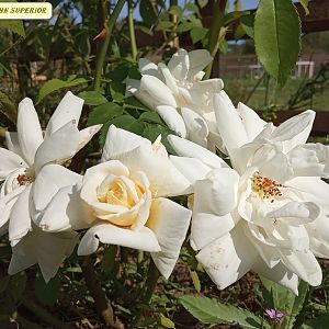 IMG_20190910_133348