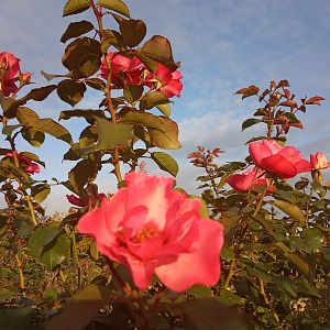 IMG_20190920_174216