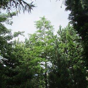 Metasequoia Glyptostroboides_видовая