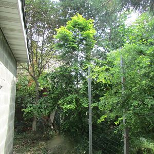 Metasequoia Glyptostroboides_Gold Rush