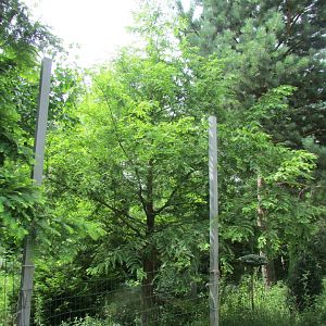 Metasequoia Glyptostroboides_White Spot