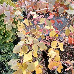 IMG_20211016_111937