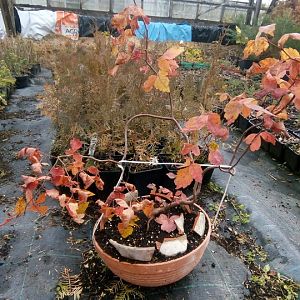 IMG_20211016_111948