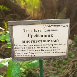 гребенщик