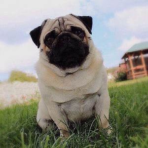 Мопс