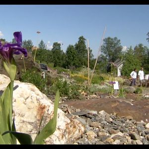 Арктический альпийский ботанический сад в Тромсо (Норвегия)