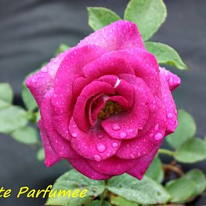 H-600